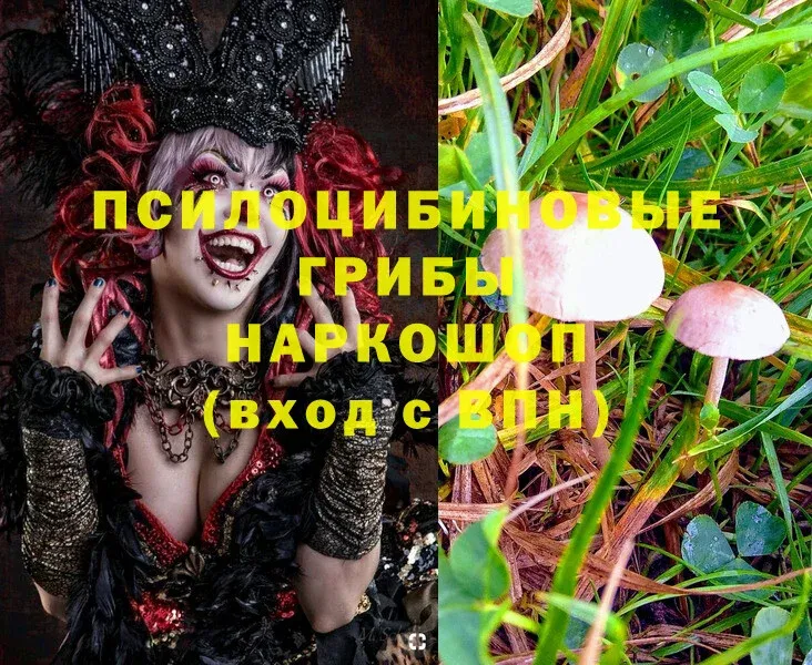 что такое   Печора  гидра онион  Псилоцибиновые грибы Psilocybe 